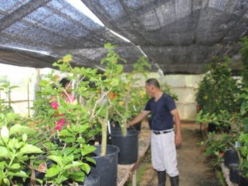 1,800品種の苗木の様子を見る所長