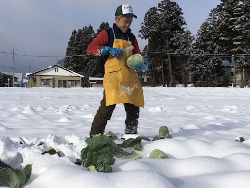 雪下キャベツを収穫する平賀さん。収穫体験は子どもに人気です。