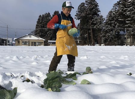 雪下キャベツを収穫する平賀さん。収穫体験は子どもに人気です。