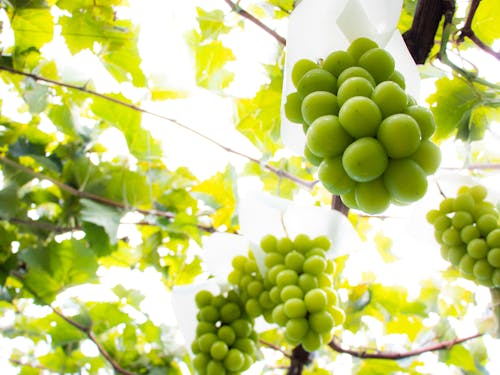 ブドウやリンゴ、サクランボ、モモなど果樹栽培が盛ん♪人気沸騰中のシャインマスカット!