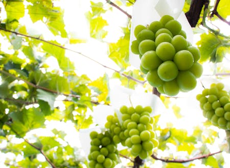 ブドウやリンゴ、サクランボ、モモなど果樹栽培が盛ん♪人気沸騰中のシャインマスカット！