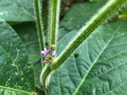 八鹿浅黄大豆の花