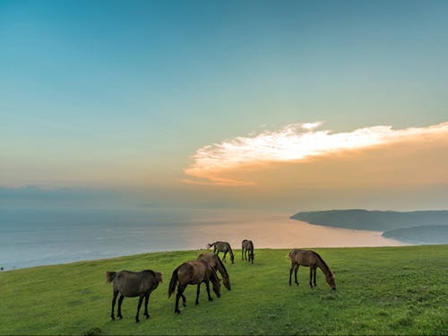 のんびりと草をはむ御崎馬(野生)たち!