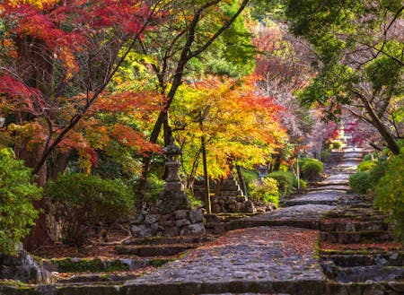 九州は、様々な観光地や、自然が息づく地でもあります