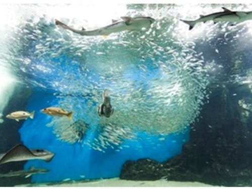 越前松島水族館(福井のデートスポット)