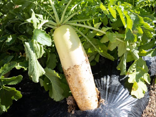 農家に野菜づくりを続けてもらいたい想いから、全て県内産の野菜にこだわっている。