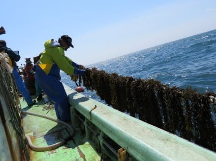 地域おこし協力隊募集開始 フィールドは津軽海峡 本州に一番近い北海道の小さな町 木古内町 で漁師を目指す方を募集します