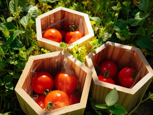 源流の水で育った絶品トマト。