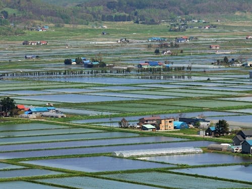 市街地を抜けると一面田んぼの風景です