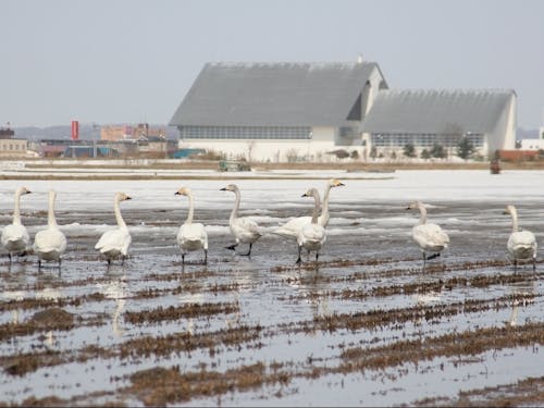 田んぼは白鳥の休憩スポット
