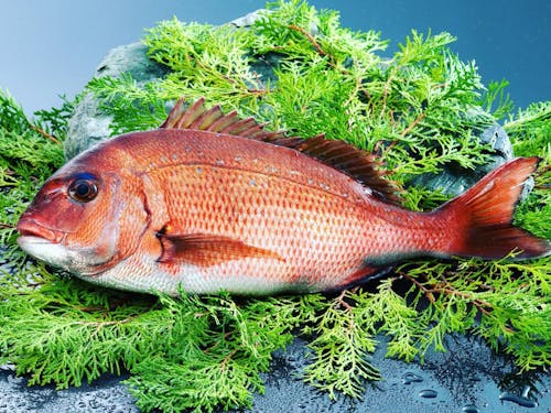 まちの魚「鯛」