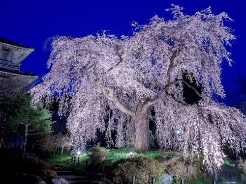 樹齢約300年の浄専寺のしだれ桜のライトアップ