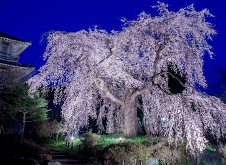 樹齢約300年の浄専寺のしだれ桜のライトアップ
