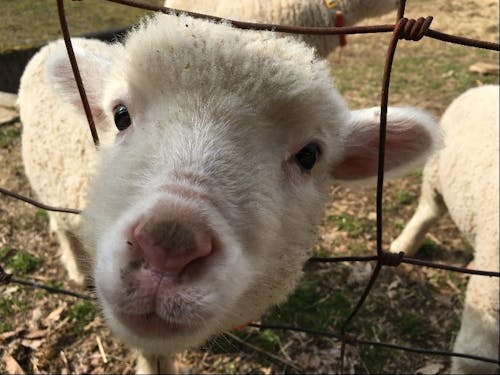 めえめえ牧場の仔羊