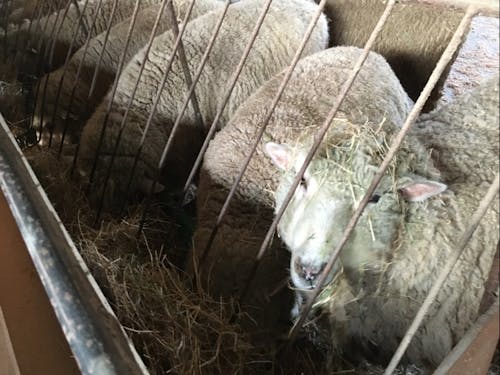 羊舎での羊の飼育(エサやり)風景