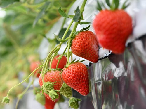 いちごにりんごなど果樹も栽培