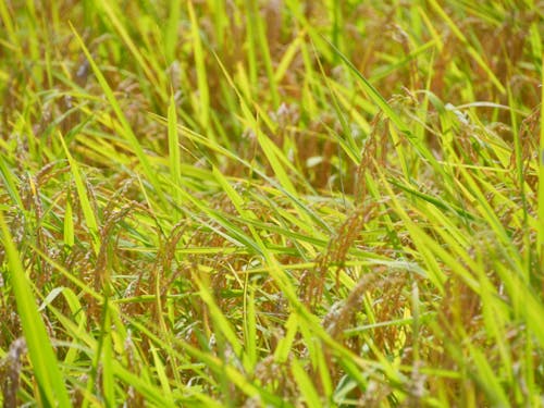 アイデアで新商品を生み出してほしい！