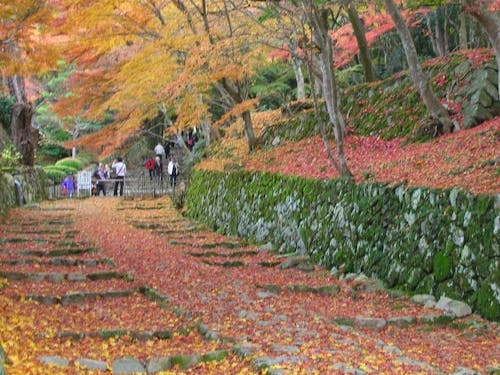 紅葉の名所近江最古級の寺院「百済寺」が近くにあります
