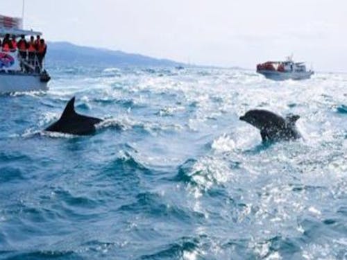 海の地域では、イルカウォッチングやマリンスポーツも!