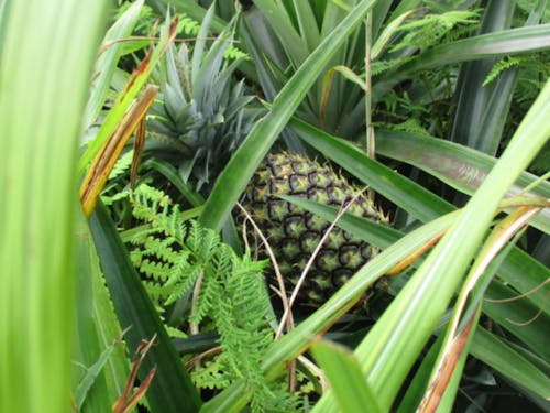 パイナップルは地面から生えます