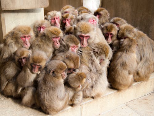 高崎山自然動物園