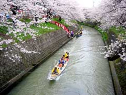 さくらまつり(岸渡川沿いの桜の景色を楽しむまつりです)