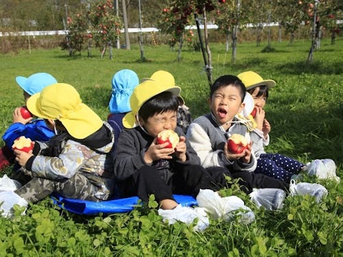 子供たちに人気のリンゴ狩り