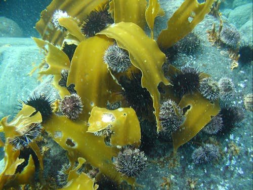 島の昆布とウニは濃厚でとっても美味しいですよ~!