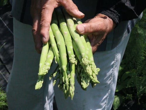 西粟倉村内の農家が育てたアスパラガス