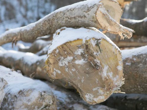 北海道は広葉樹の天然林が豊富で資源量も多い