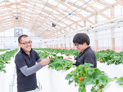 木骨ハウス内は作業のしやすい高さでイチゴづくりに取り組めます