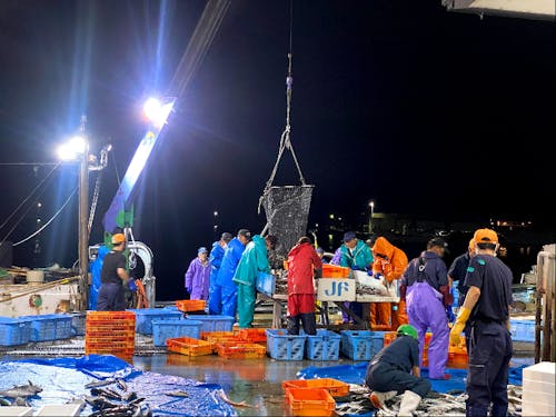 定置網漁の水揚げでは毎日新鮮な魚介が手に入ります