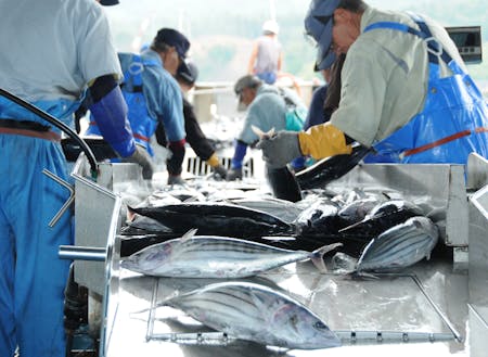 日本屈指の港町には、毎日新鮮な魚が水揚げされる