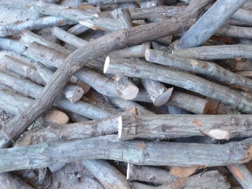 採取されたばかりのウバメガシ(姥目樫)