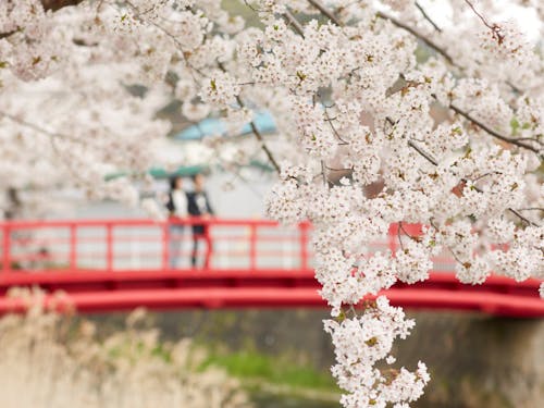 壮瞥川から見える桜