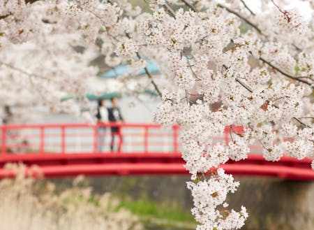 壮瞥川から見える桜