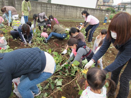 みんなでさつまいも掘り