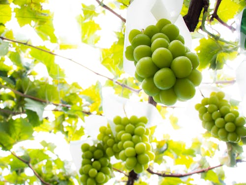 JA中野市ぶどう部会はシャインマスカットで日本農業賞「大賞」を受賞