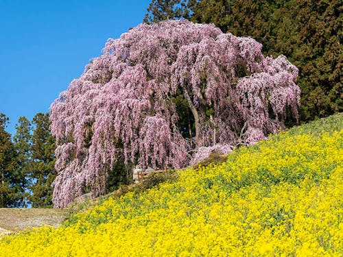 東北は冬が辛いと思われがちだけれど、春の喜びはひとしお。1年通して四季にメリハリがあるのが魅力。