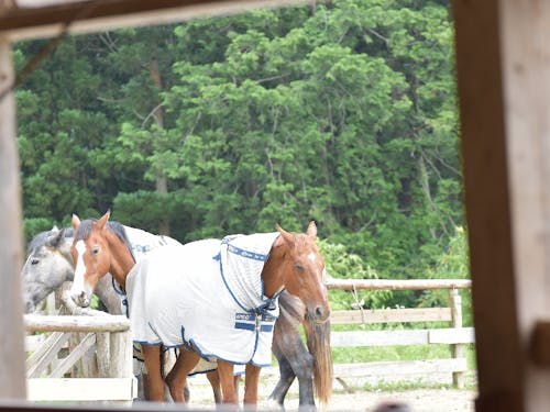 市内の馬たちの生活風景