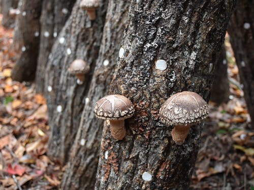 特産の原木しいたけ。山の暮らしは食材が溢れています。
