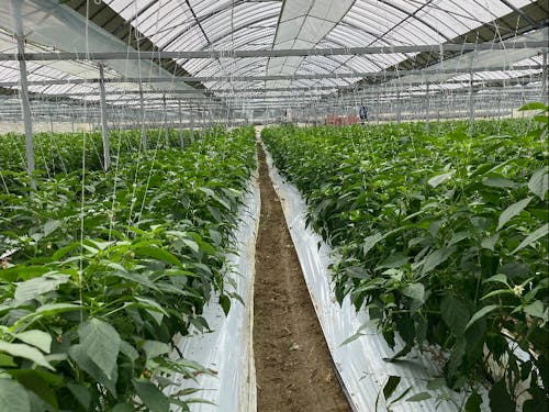 ピーマン農家さんのお手伝い♪