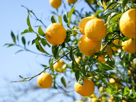 レモンやみかんなどの柑橘が至るところで見ることができる