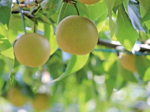朝倉市の特産品、梨!