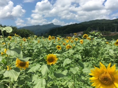 地域で育てるひまわり畑