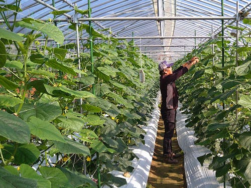 専用ハウスでしっかり習得!