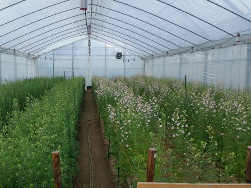 桜色のデルフィニウム「さくらひめ」