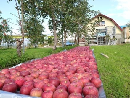 深川市は北海道でも有数のリンゴの産地です。