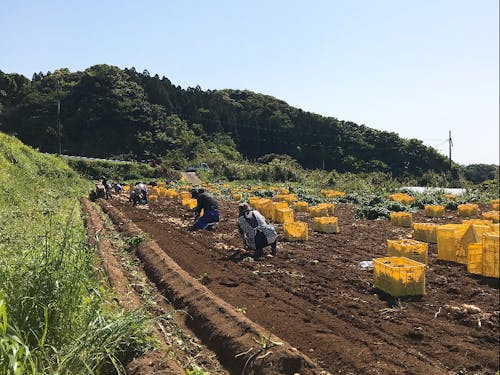 じゃがいも収穫の様子