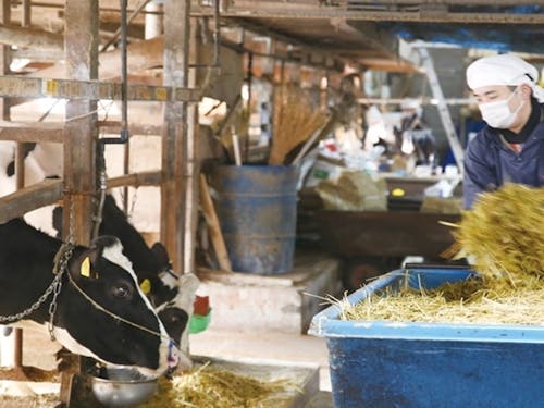 田嶋牧場~好きな時間で酪農にかかわるちょうどよい働き方